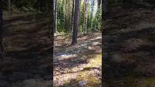 Мох ягель ( лишайник) олений,финский,скандинавский мох