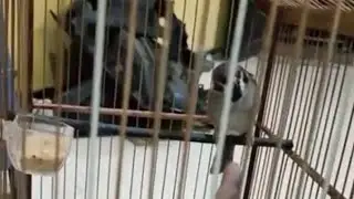 Burung Gereja Gacor Siap Jadi Master!