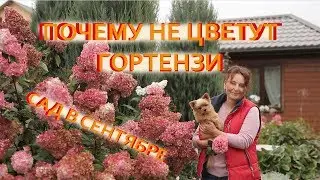 Почему не цветут гортензии I Сад в сентябре I Сад Людмилы Кудасовой