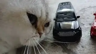 Мой любимый питомец. Я Даня. Всем привет!