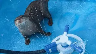 初めて見るスプリンクラーとバッタに大興奮のカワウソ！An otter is very excited to see a sprinkler for the first time!
