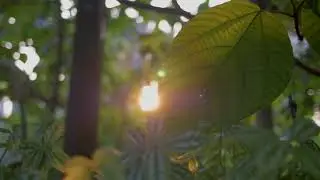 Calm Music with Green Leaf Video Background for Relaxing | 2022