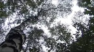 Dąb staje dęba