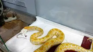 Take the Loot from the Python