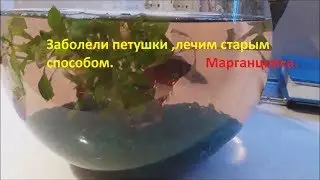Diseases of aquarium fish.Treatment.Potassium permanganate.The roosters fell ill, two fish died.