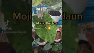 Keladi Kayangan Mojito Berdaun 5💥💥💥