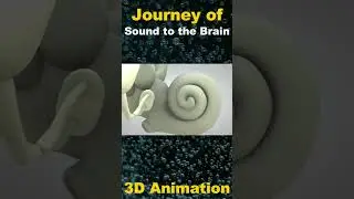 The Journey of Sound: From Ear to Brain