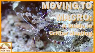Moving to Macro: When Scuba Divers Start Looking At The Critters
