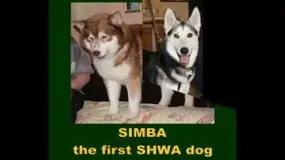 Happy Birthday SHWA(UK)