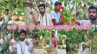 30 Best Mango Variety