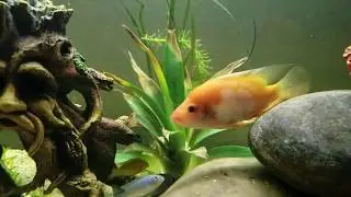 My New 75 Gallon Fish Tank | Naming My Fish | Fish Tank Life 2