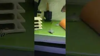My L205 feeding on waffle #pleco#l205#feeding#corydoras#petfish#pet#like#youtube#catfish