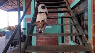 cachorro decendo a escada