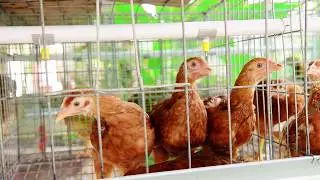 Micro poultry cage systems (Hi-Tech Hen Farm)