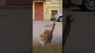 Забрал(а) бы себе? #мелстройврек #мем #котики #животные