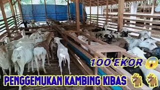 BERALIH DARI PENGGEMUKAN SAPI 🐮KINI RATUSAN KAMBING KIBAS !!! ALHAMDULILAH PANEN KEUNTUNGAN