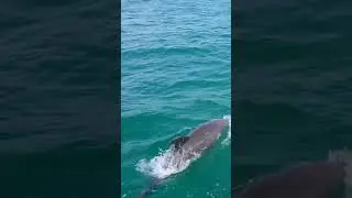Gulf of Mexico Dolphins!