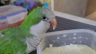 Попугай Рикки( Монах)..Аппетит хороший