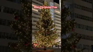 Real Christmas tree? #christmas #decoration #shorts #viral #trending #youtubeshorts #shortsfeed