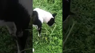 Dogs like to eat grass 