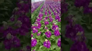 Привет из Англии!