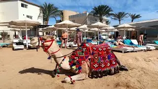 ПЛЯЖНИЙ ДЕНЬ НА ВЛАСНИЙ РОЗСУД ХУРГАДА ГОТЕЛЬ LA ROSA WAVES BEACH
