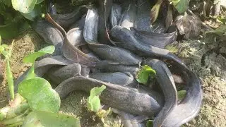 Best 3 all Top fishing Video,Fisherman Catch lot Of Fish In Dry Season, Fishing Videos