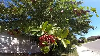 Brazilian Pepper Tree Removal on the Texas Gulf Coast