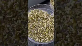 Moong dhal sprouts