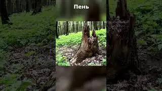 Как Вам такое сходство?