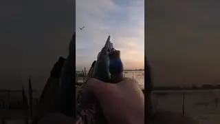 Охота на уток ВЫСТРЕЛЫ