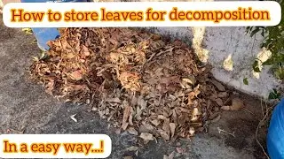 how to store dry leaves for decomposition #leaves #composed