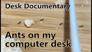 Desk Documentary : Ants on my computer desk