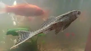 Koi, gold fish, glow tetra and janitor fish in the aquarium 