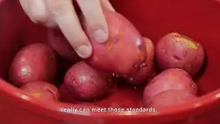 The UNECE Standard on Seed Potatoes