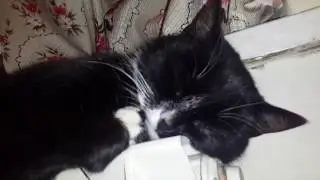 Кот спит на батарее