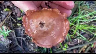 КОЛЛИБИЯ ПОДСНЕЖНАЯ.Gymnopus vernus.