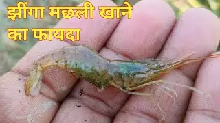 झींगा मछली खाने से क्या फायदा होता है || sundar bihar