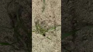 Леди баг 😂