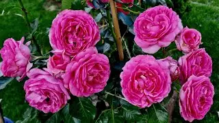 #МилеваФрайла #РеневанВегберг #PhenoGenoRoses # Polyantharosen #milevafrayla #Bozmilfra сезон 2023