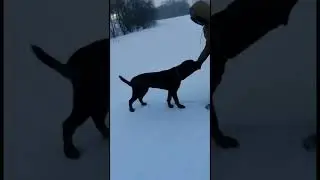 Зимние наши тренировки❄️ #зима #собака #любовь #ротвейлер #shorts