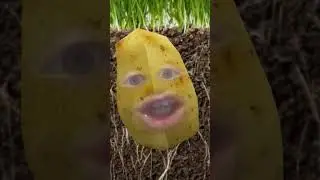 Сырая картошка поёт песенку 