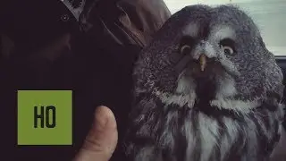 Дорожники нашли замерзающего совенка