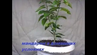 Как вырастить мандарин №1 начало