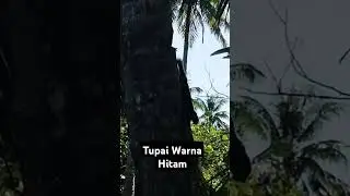 Tupai Warna Hitam