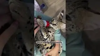 Почему я кошку дочей называю!? Так понятно?🤣 у меня вместо 2го ребёнка появлась она☺️ кому мило?🤤