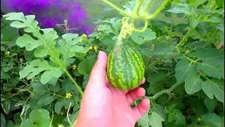 Свой Дом/АРБУЗИКИ ДЫНЬКИ И ЧЕРРИКИ/Our Home
