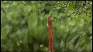 BAD WATERMELON