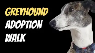 Greyhound adoption, Sunday Walk