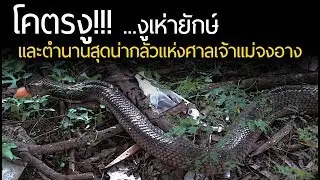 งูเห่ายักษ์!!! และตำนานสุดน่ากลัวแห่งศาลเจ้าแม่จงอางพระราม2